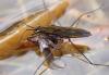 Gerris lacustris